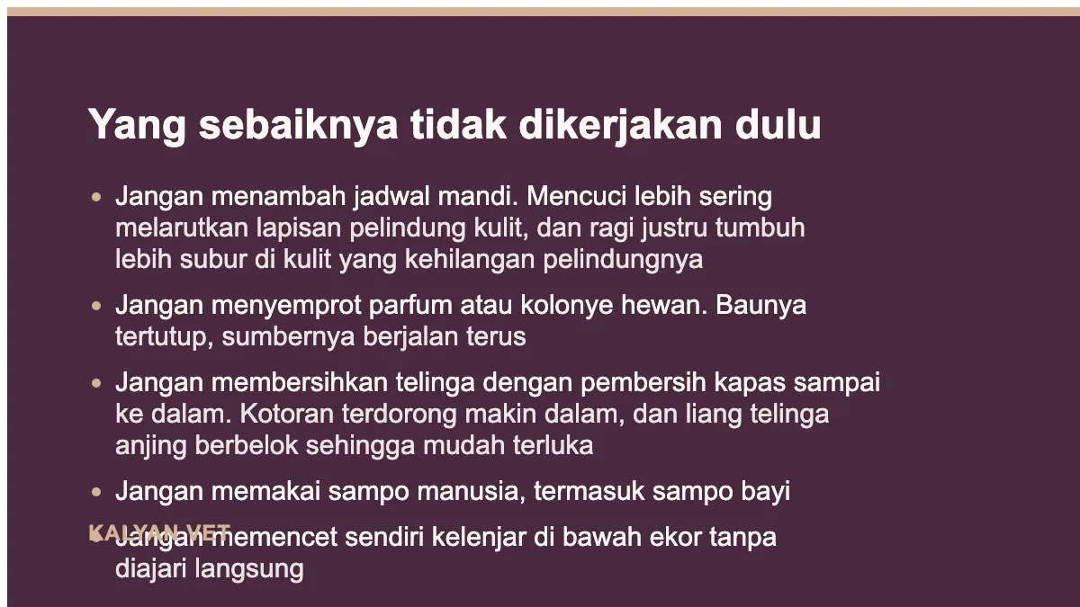 Yang sebaiknya tidak dikerjakan dulu pada Anjing bau badan walau sudah dimandikan, dan apa yang sebenarnya berbau