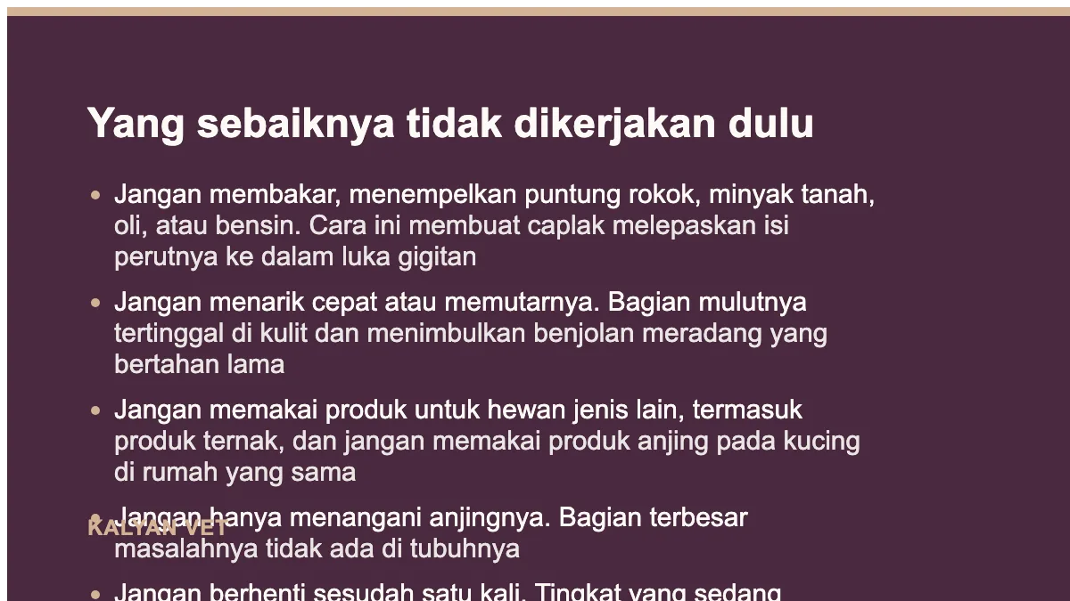 Yang sebaiknya tidak dikerjakan dulu pada Caplak pada anjing, dan kenapa sulit habis