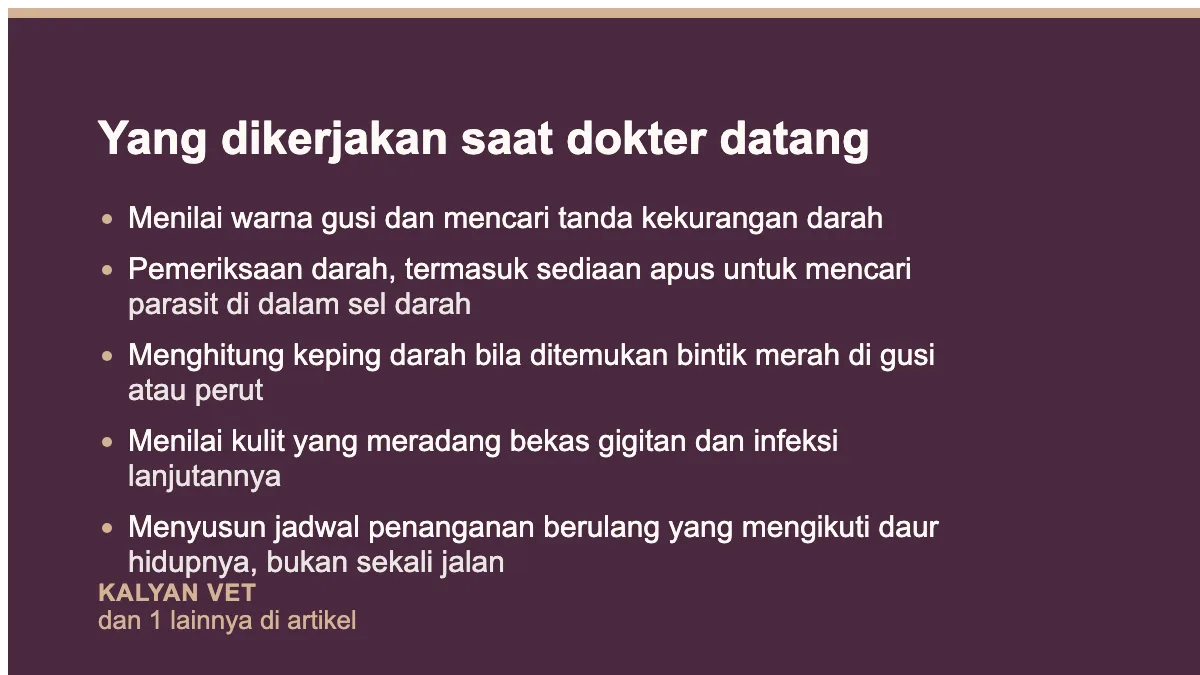Yang dikerjakan saat dokter datang pada Caplak pada anjing, dan kenapa sulit habis