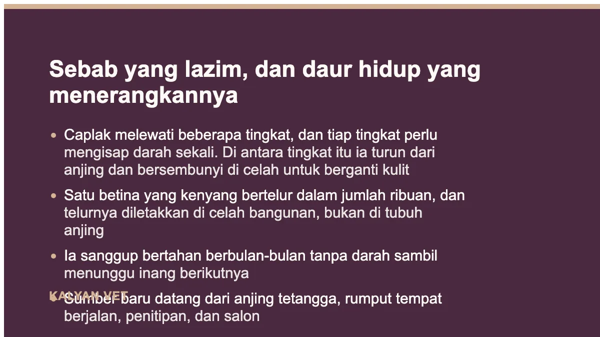Sebab yang lazim, dan daur hidup yang menerangkannya pada Caplak pada anjing, dan kenapa sulit habis