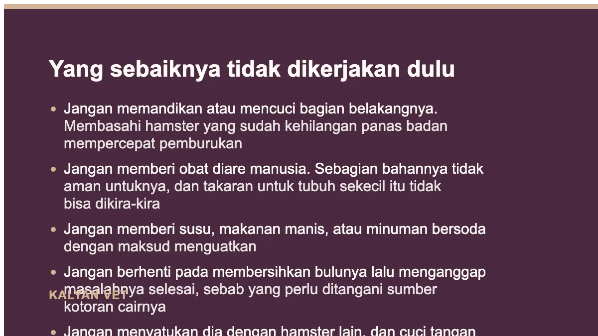 Yang sebaiknya tidak dikerjakan dulu pada Hamster ekor basah, kenapa ini gawat darurat