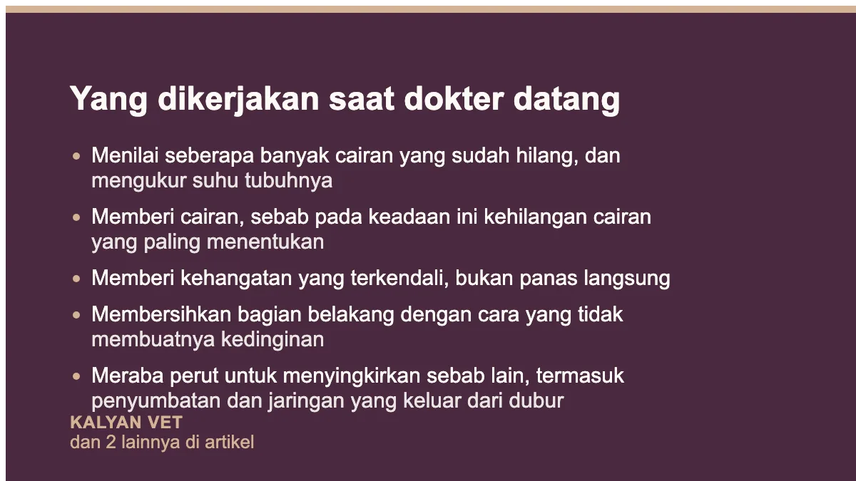 Yang dikerjakan saat dokter datang pada Hamster ekor basah, kenapa ini gawat darurat
