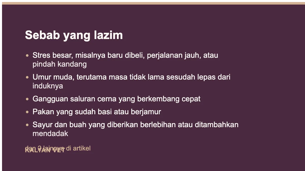 Sebab yang lazim pada Hamster ekor basah, kenapa ini gawat darurat