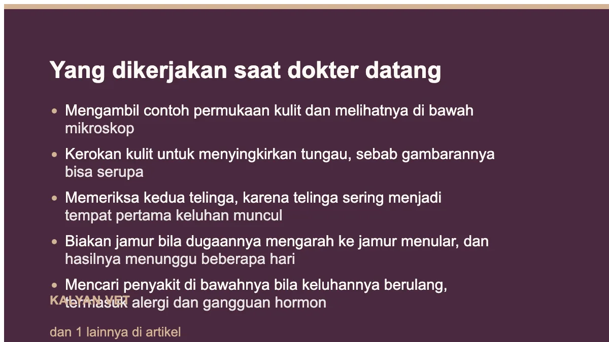 Yang dikerjakan saat dokter datang pada Jamur pada anjing: dua hal berbeda yang disebut dengan satu nama