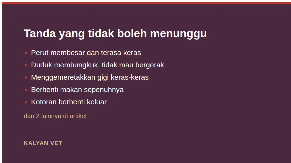 Tanda yang tidak boleh menunggu pada Kelinci kembung, kenapa ini gawat darurat