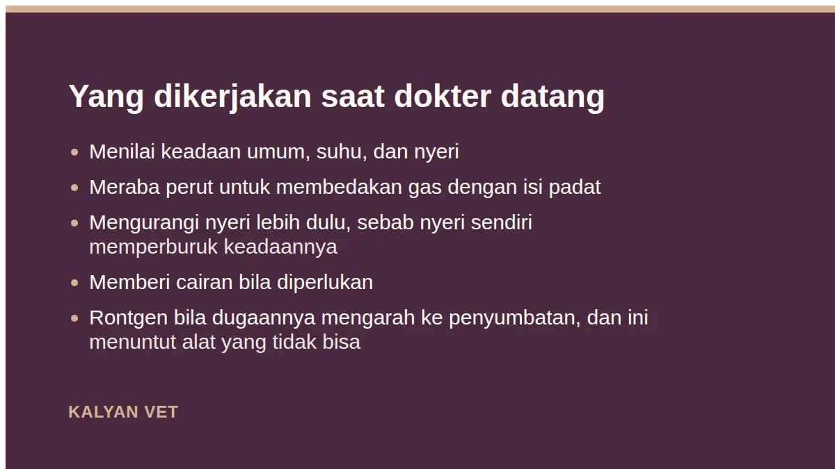 Yang dikerjakan saat dokter datang pada Kelinci kembung, kenapa ini gawat darurat