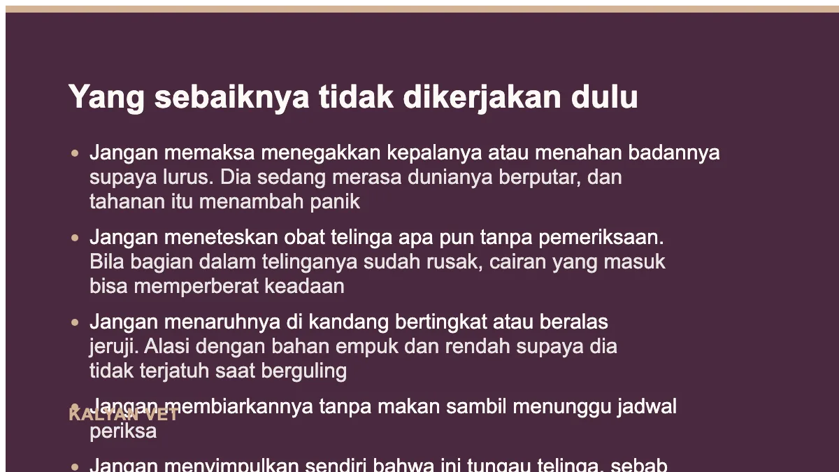 Yang sebaiknya tidak dikerjakan dulu pada Kelinci kepala miring, satu tanda dengan beberapa sebab yang berbeda