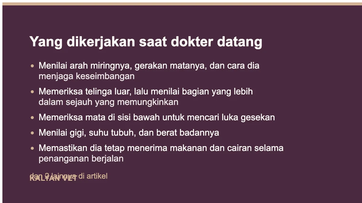 Yang dikerjakan saat dokter datang pada Kelinci kepala miring, satu tanda dengan beberapa sebab yang berbeda