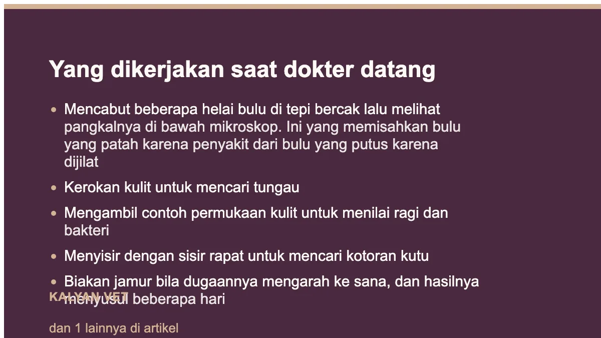 Yang dikerjakan saat dokter datang pada Kucing botak melingkar: bukan bentuknya yang menentukan, melainkan kulitnya