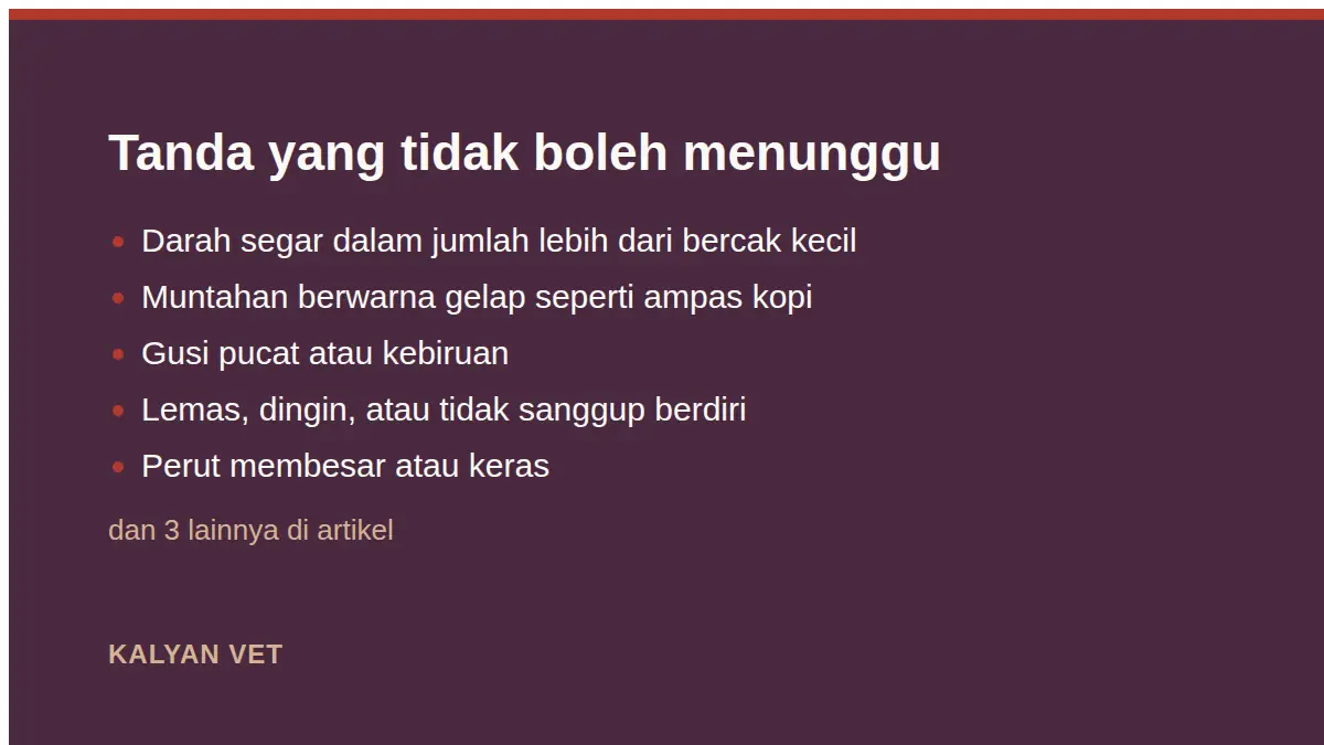 Tanda yang tidak boleh menunggu pada Kucing muntah darah, kapan ini gawat