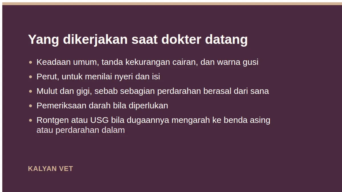 Yang dikerjakan saat dokter datang pada Kucing muntah darah, kapan ini gawat
