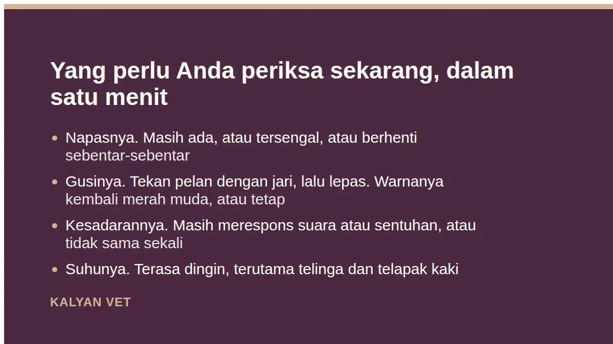 Yang perlu Anda periksa sekarang, dalam satu menit pada Kucing sekarat, apa yang bisa Anda lakukan malam ini