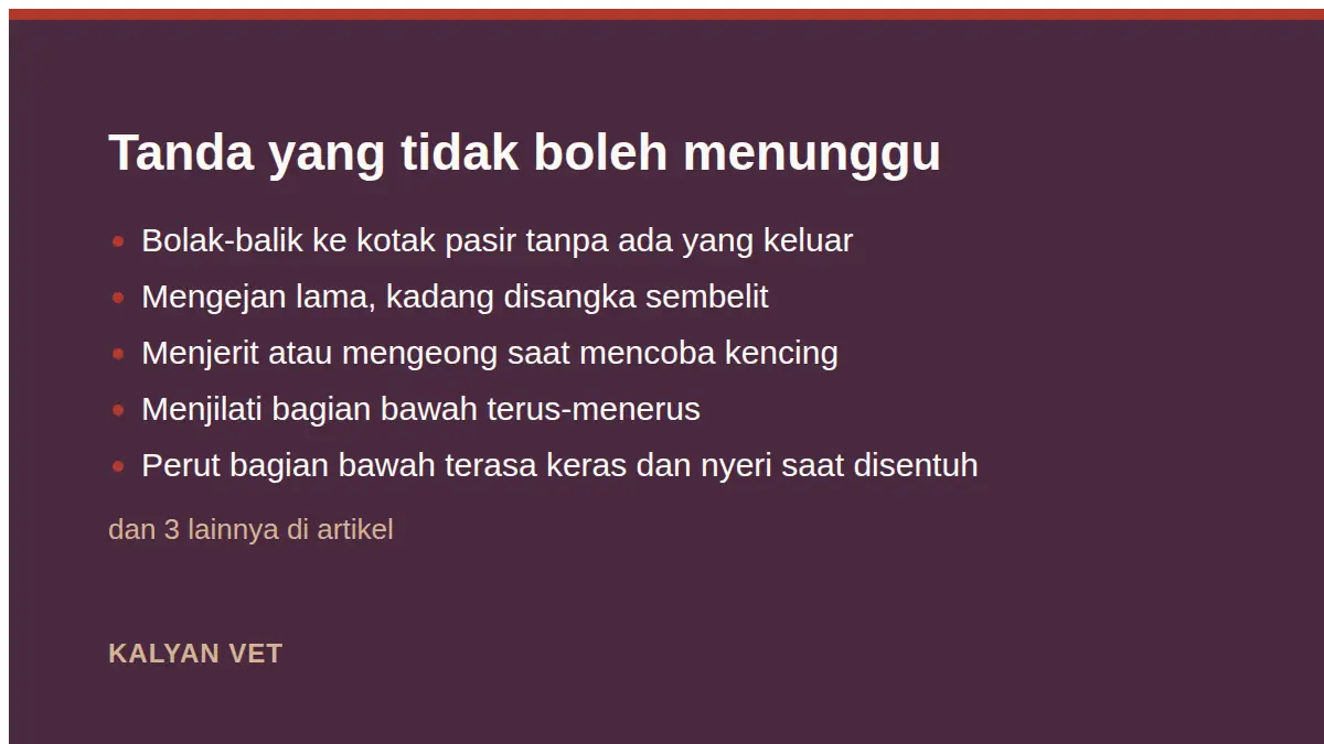 Tanda yang tidak boleh menunggu pada Kucing susah pipis, keadaan yang paling sering terlambat disadari