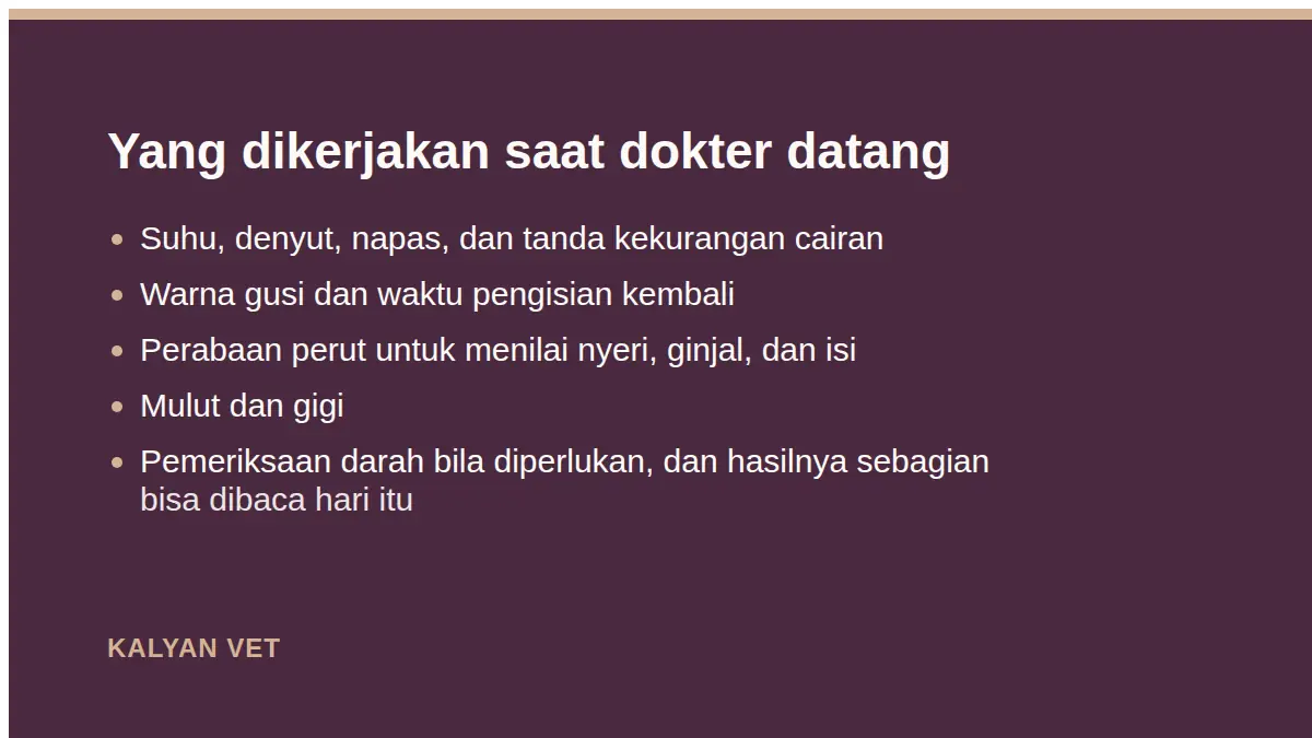 Yang dikerjakan saat dokter datang pada Kucing tidak mau makan dan lemas, ini yang biasanya terjadi