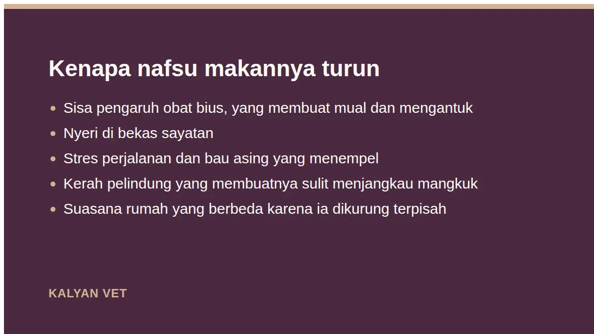 Kenapa nafsu makannya turun pada Kucing tidak mau makan setelah steril, sampai kapan wajar