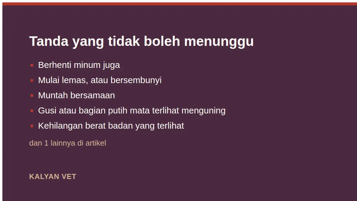Tanda yang tidak boleh menunggu pada Kucing tidak mau makan tapi masih aktif, perlu khawatir atau tidak