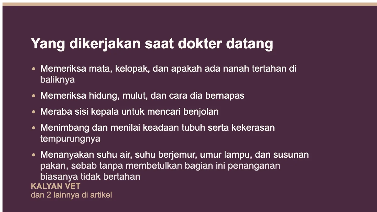 Yang dikerjakan saat dokter datang pada Kura-kura mata bengkak dan tertutup, dan kenapa jawabannya jarang di matanya