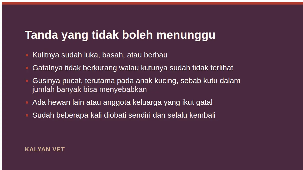 Tanda yang tidak boleh menunggu pada Kutu kucing: kenapa obat warung sering gagal, dan apa yang membedakan