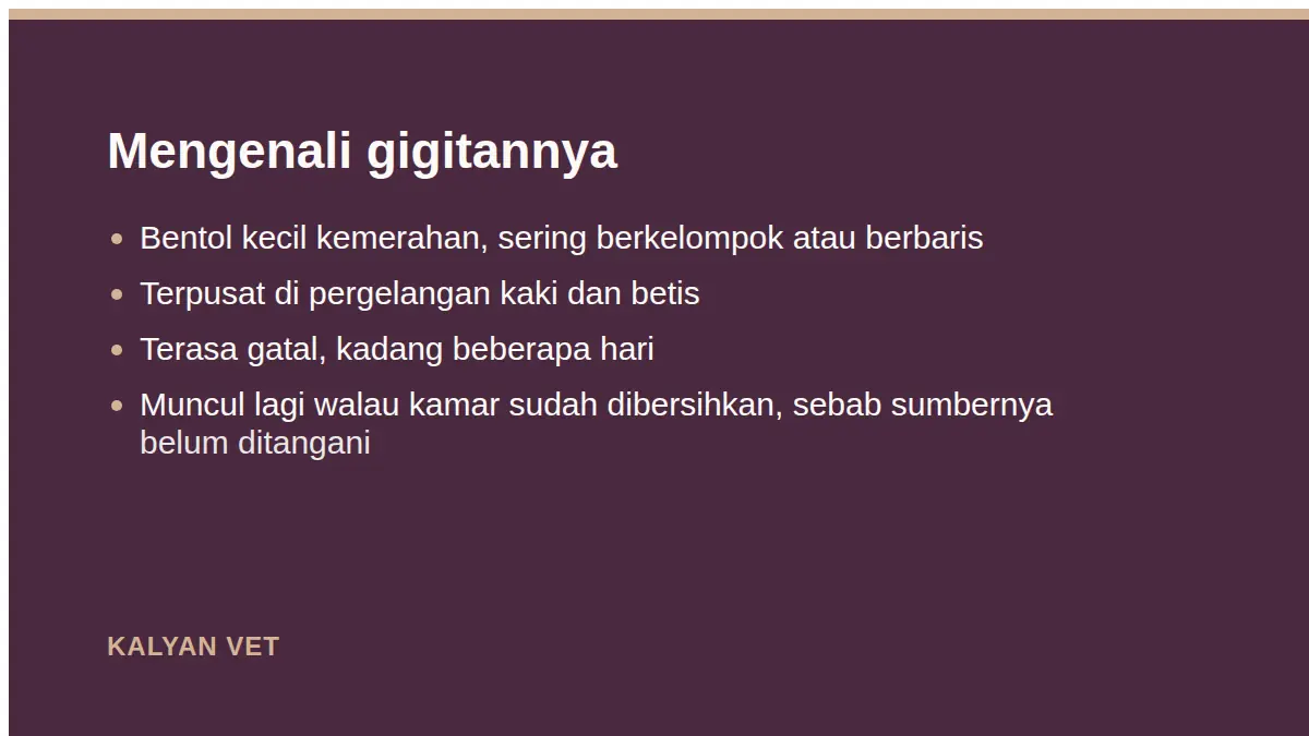 Mengenali gigitannya pada Apakah kutu kucing bisa pindah ke manusia