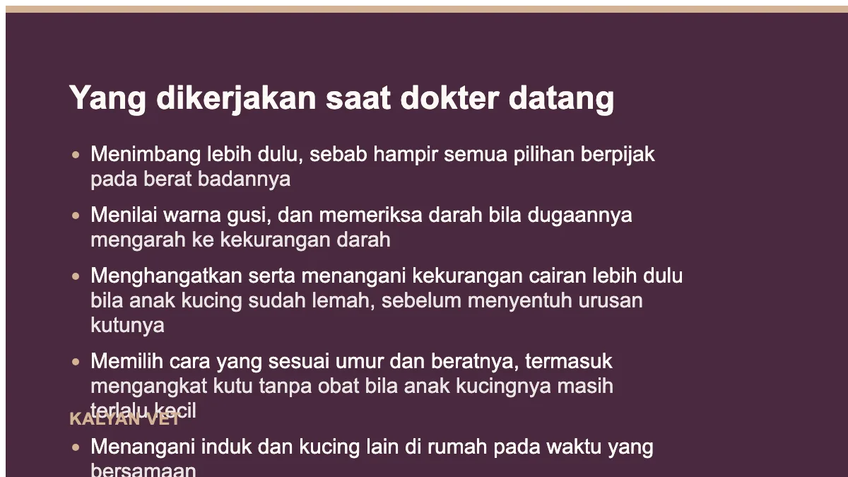 Yang dikerjakan saat dokter datang pada Kutu pada anak kucing, dan kenapa obat kutu dewasa berbahaya
