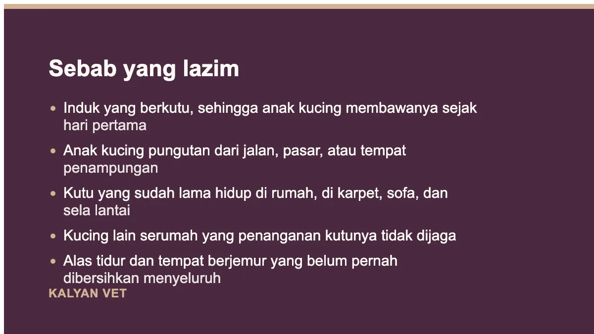Sebab yang lazim pada Kutu pada anak kucing, dan kenapa obat kutu dewasa berbahaya