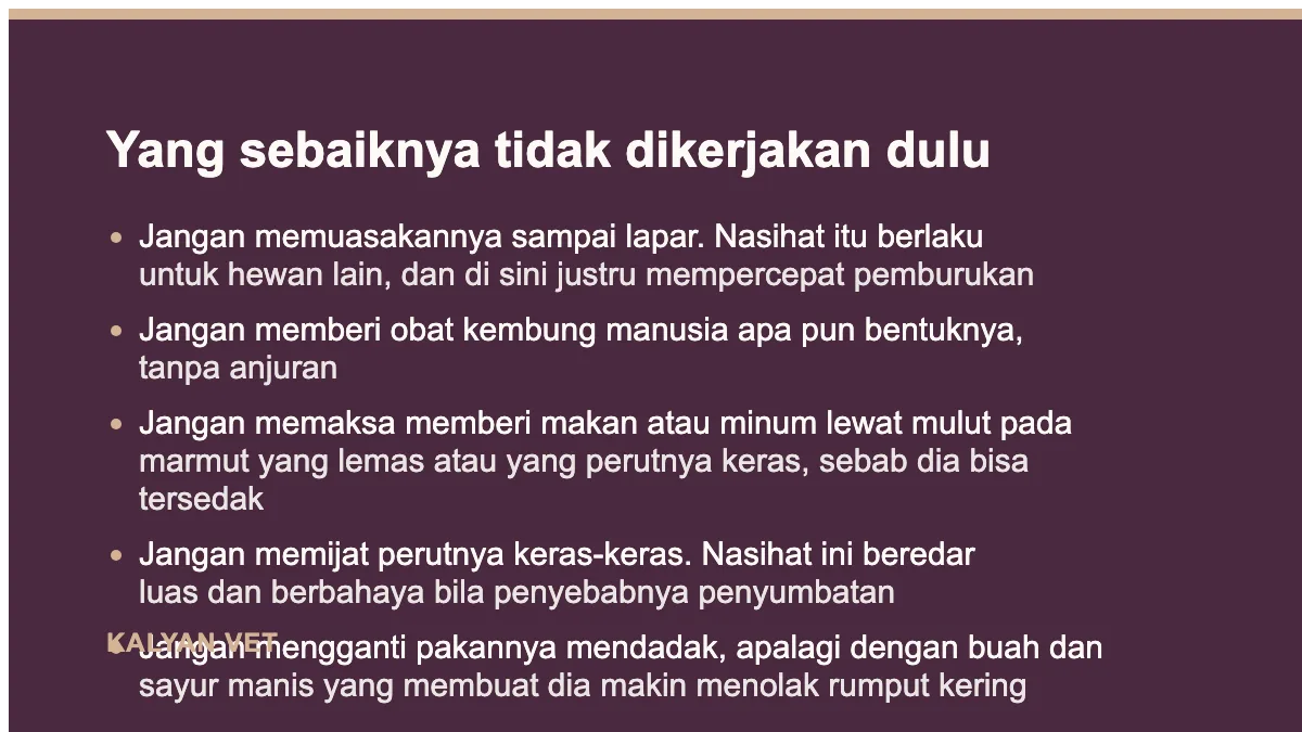 Yang sebaiknya tidak dikerjakan dulu pada Marmut tidak mau makan, dan kenapa ini lebih mendesak daripada pada kucing