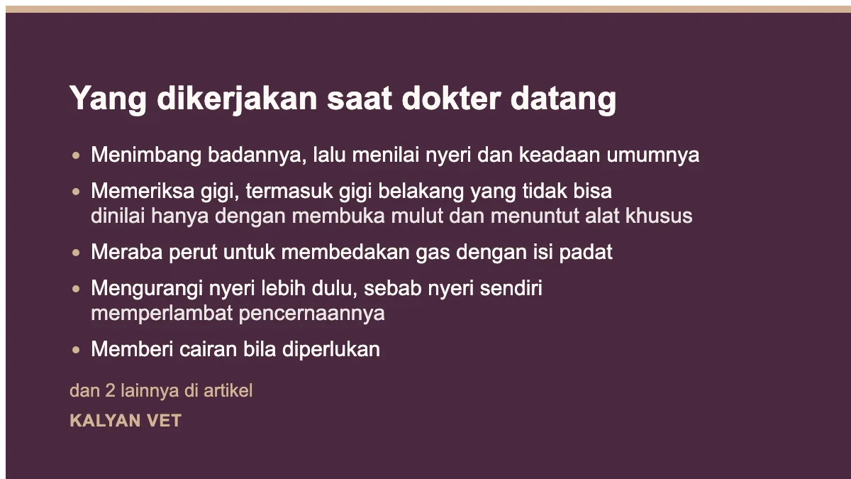 Yang dikerjakan saat dokter datang pada Marmut tidak mau makan, dan kenapa ini lebih mendesak daripada pada kucing