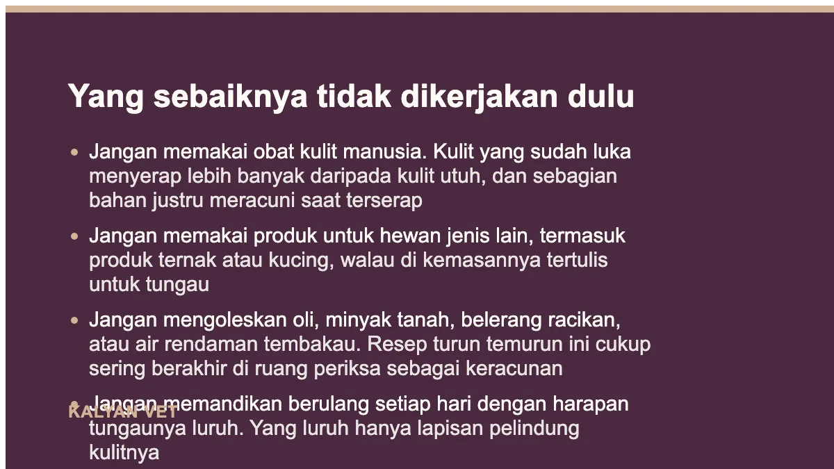 Yang sebaiknya tidak dikerjakan dulu pada Scabies pada anjing: gatal yang tidak berhenti, dan kenapa sering terlambat dikenali