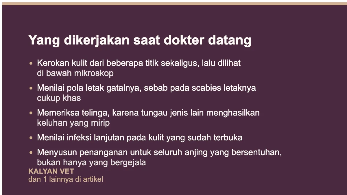 Yang dikerjakan saat dokter datang pada Scabies pada anjing: gatal yang tidak berhenti, dan kenapa sering terlambat dikenali