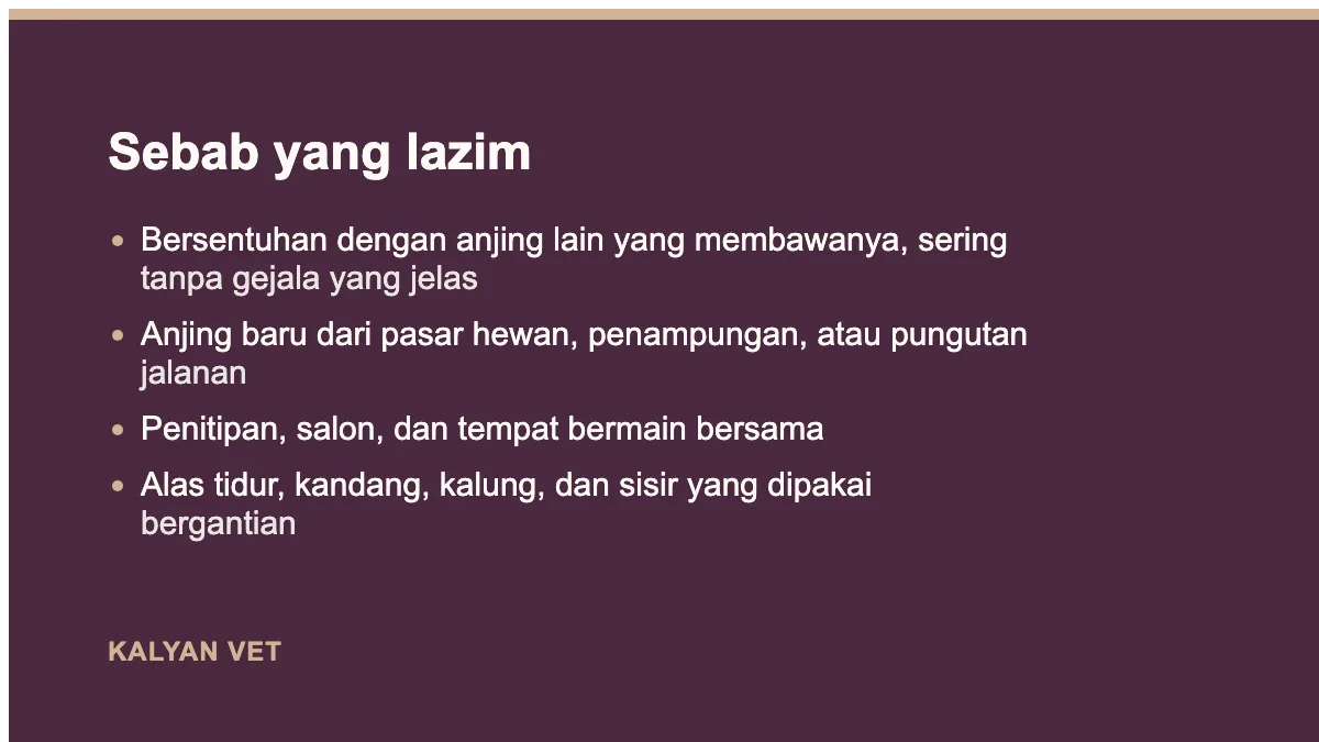 Sebab yang lazim pada Scabies pada anjing: gatal yang tidak berhenti, dan kenapa sering terlambat dikenali