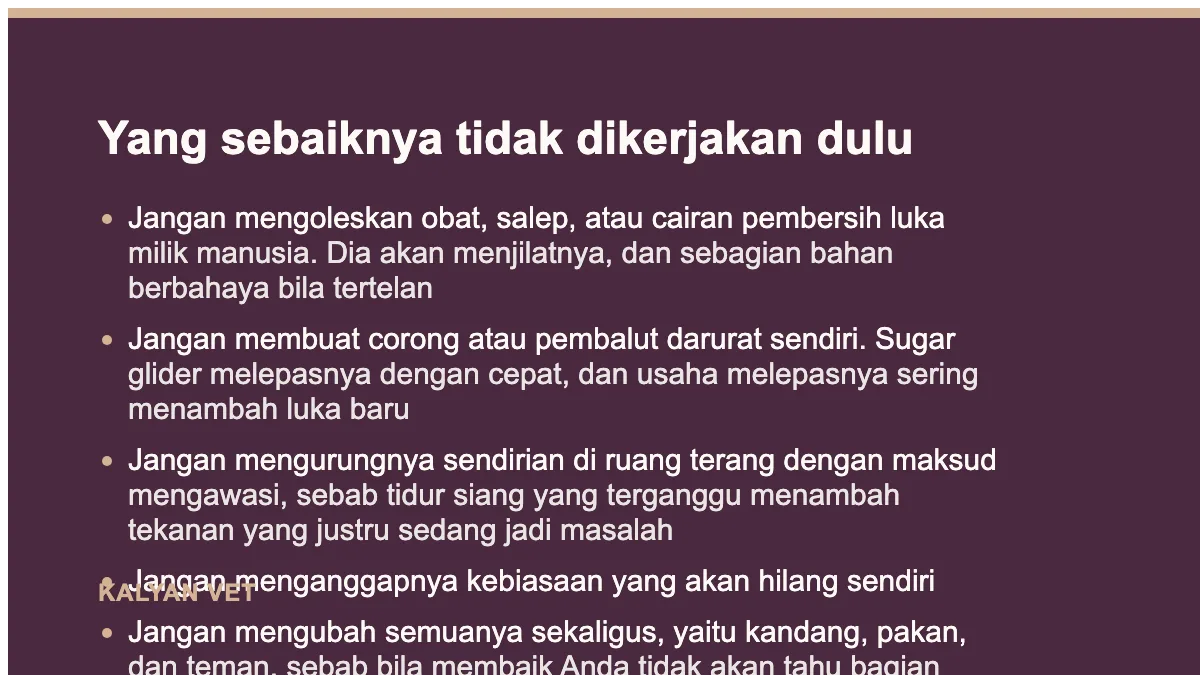 Yang sebaiknya tidak dikerjakan dulu pada Sugar glider stres dan menggigiti diri, apa yang sebenarnya terjadi