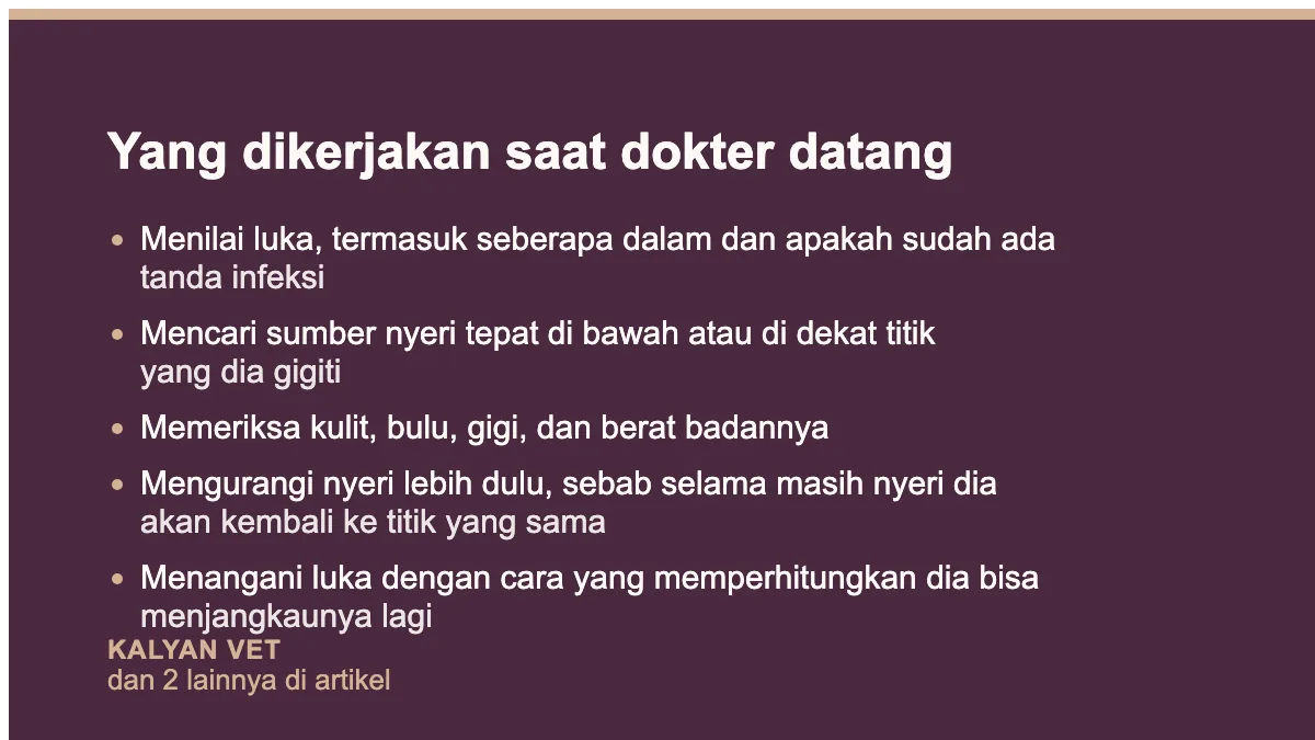 Yang dikerjakan saat dokter datang pada Sugar glider stres dan menggigiti diri, apa yang sebenarnya terjadi