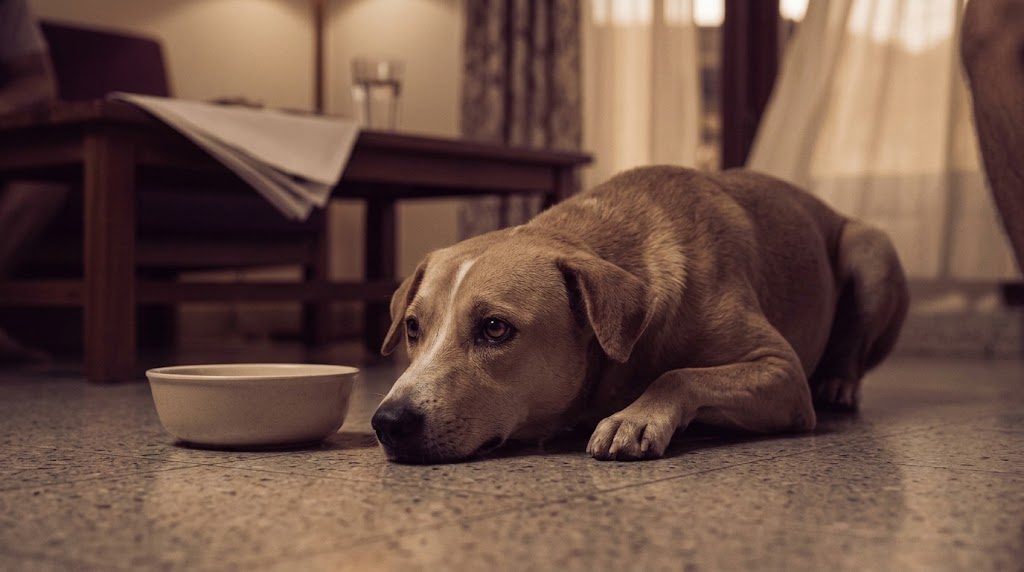 Anjing muntah kuning atau berbusa: artinya dan batas amannya