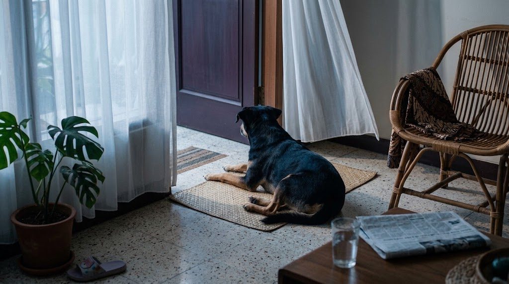 Anjing telinga bau dan sering digaruk: kenapa ini sering kambuh
