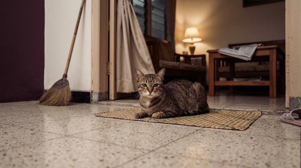 Stres membawa kucing ke klinik: lima alasan periksa di rumah